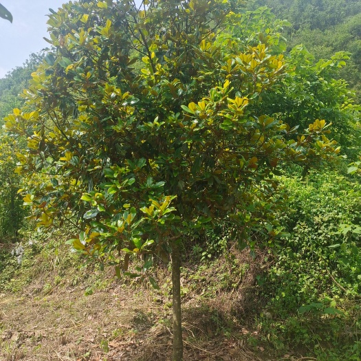 余庆县8公分广玉兰（苗圃直供，价格实惠）