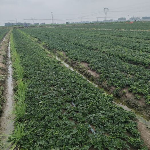 淮南红颜草莓苗