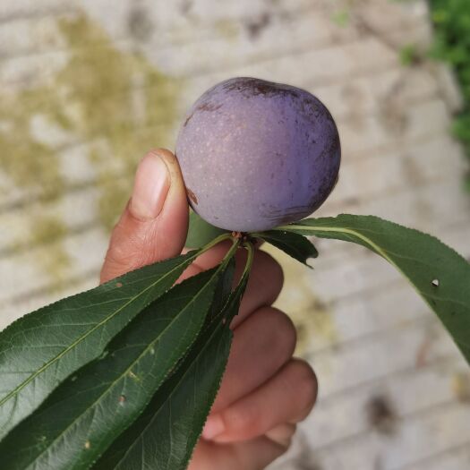 古蔺县脆红李
