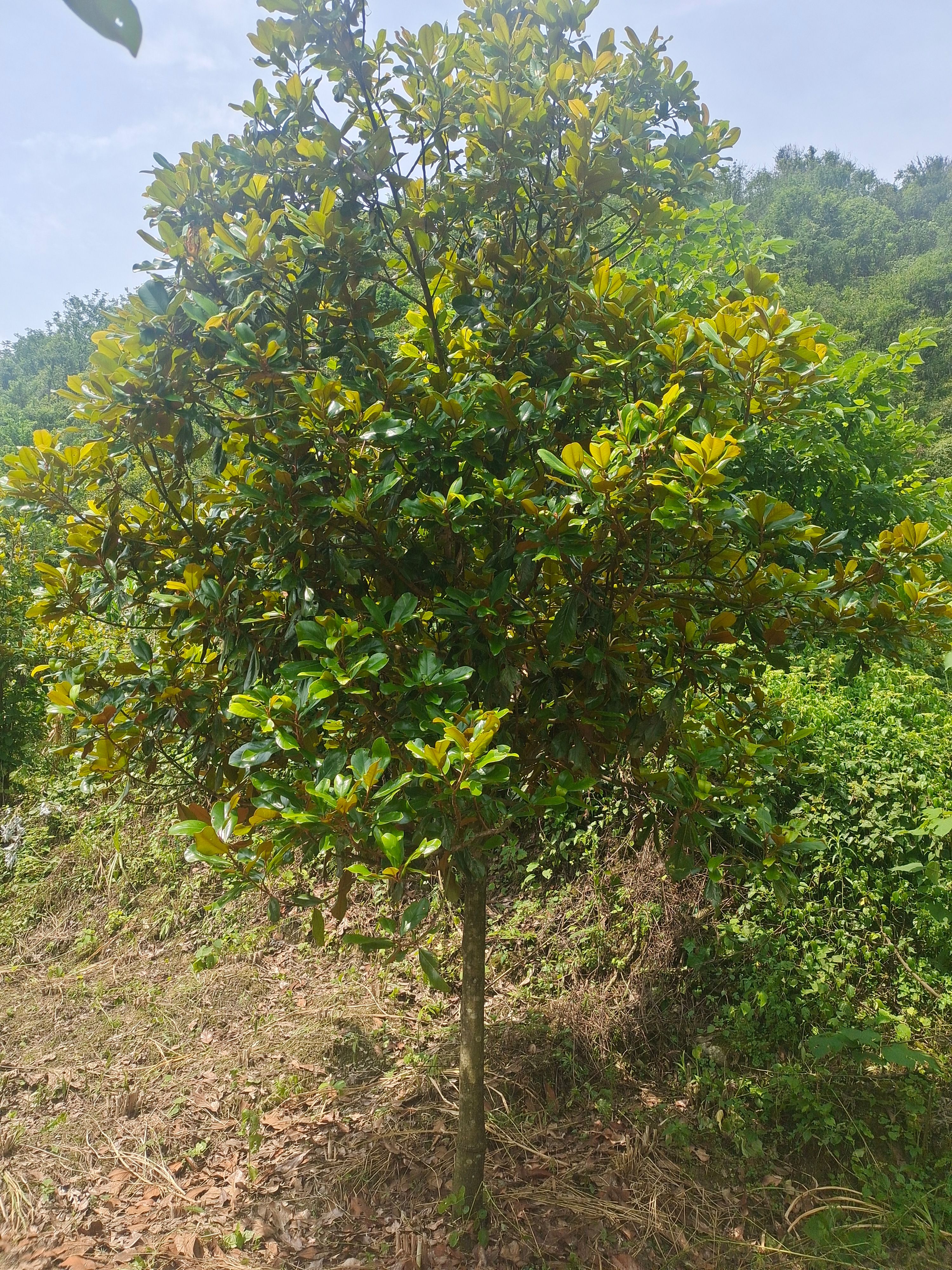 8公分广玉兰（苗圃直供，价格实惠）