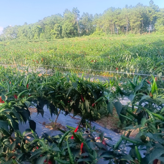 太湖县小米辣，艳椒供应