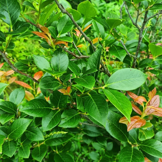 柘荣县南烛树