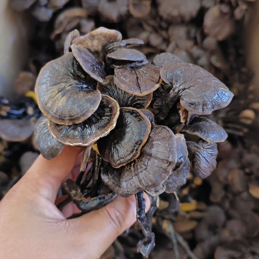 亳州竹灵芝包邮扎梱竹灵芝干品新货产地直销量大从优一手货源