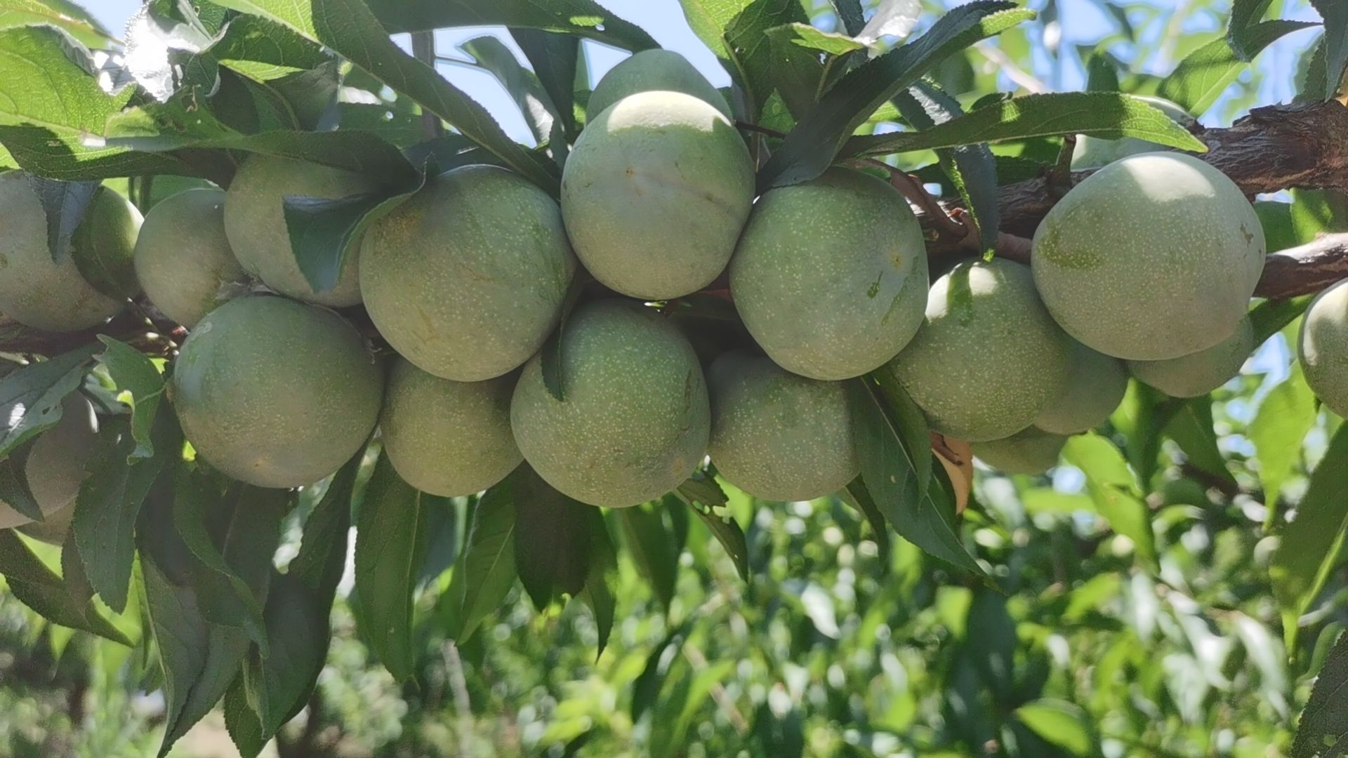 比蜂蜜还甜的青脆李，8月8日正式开园了，有需要的朋友联系请早