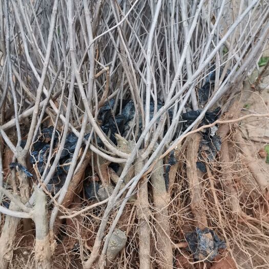 樟树市供应江西地产单叶蔓荆子种苗