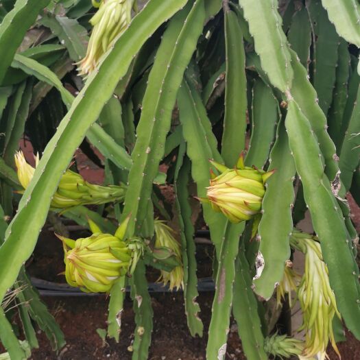 遂溪县火龙果又开花了