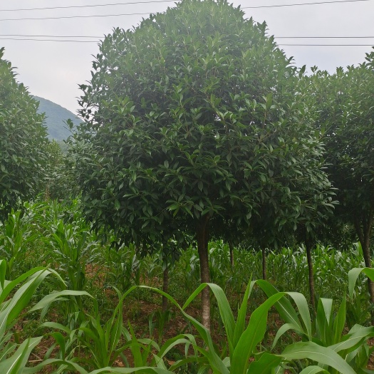 余庆县8公分桂花（苗圃直供，价格实惠）
