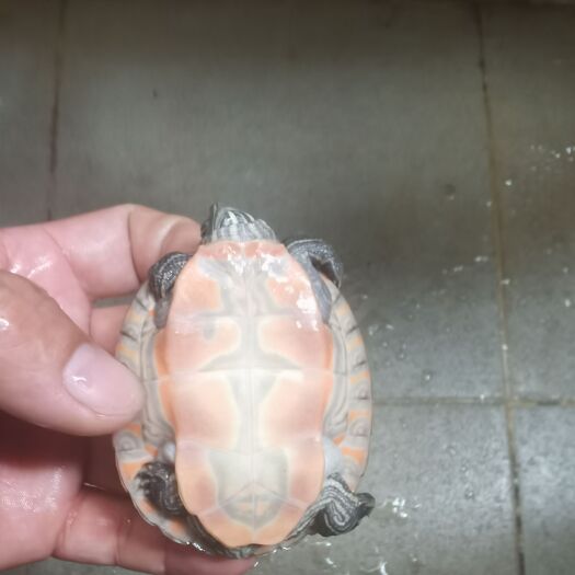 深圳龟苗阿拉巴马自然过冬流苗，石龟苗