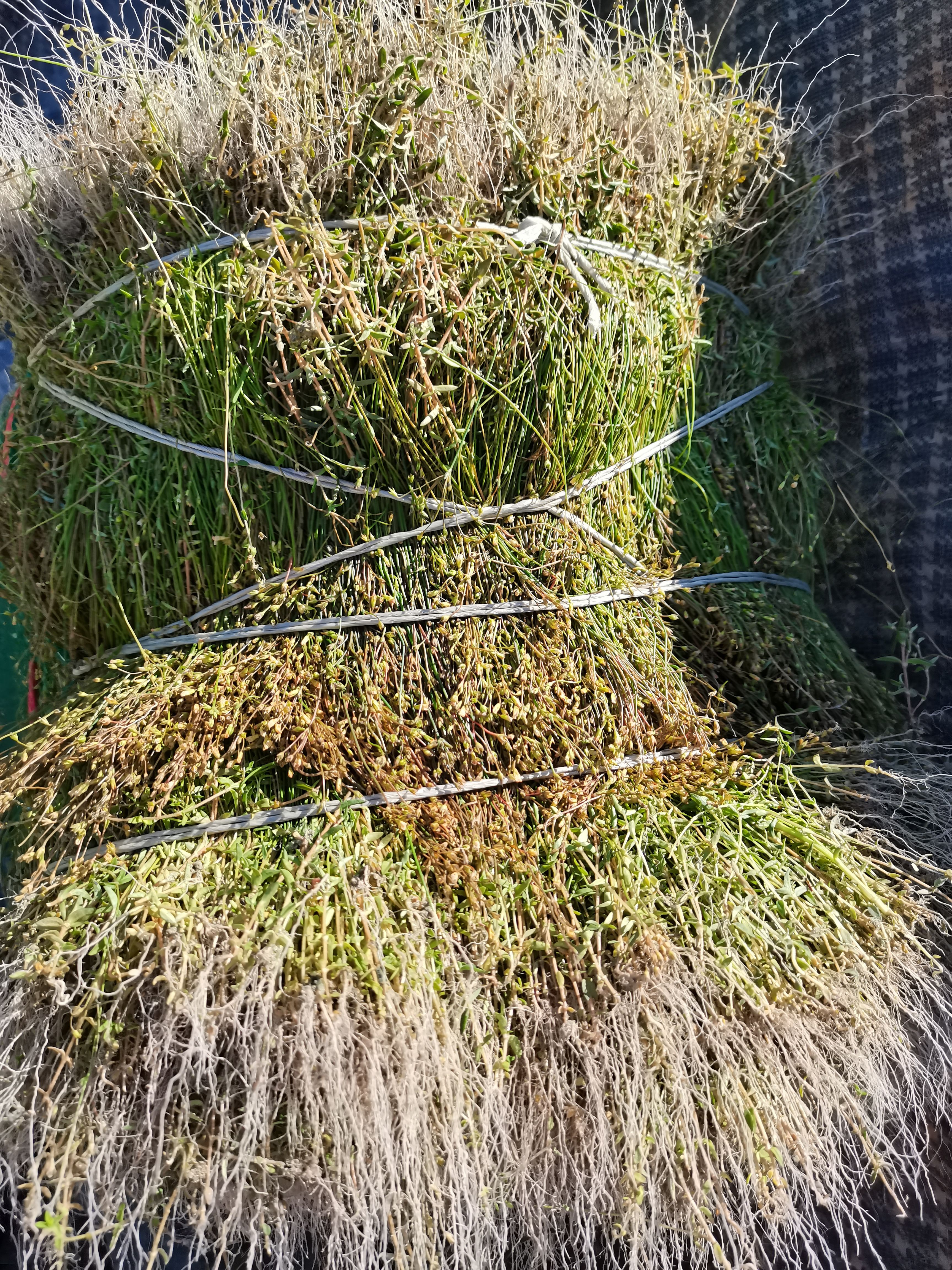 四叶莲，田字草