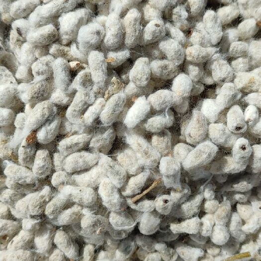 石河子市棉籽，毛棉籽，新疆毛籽，毛籽