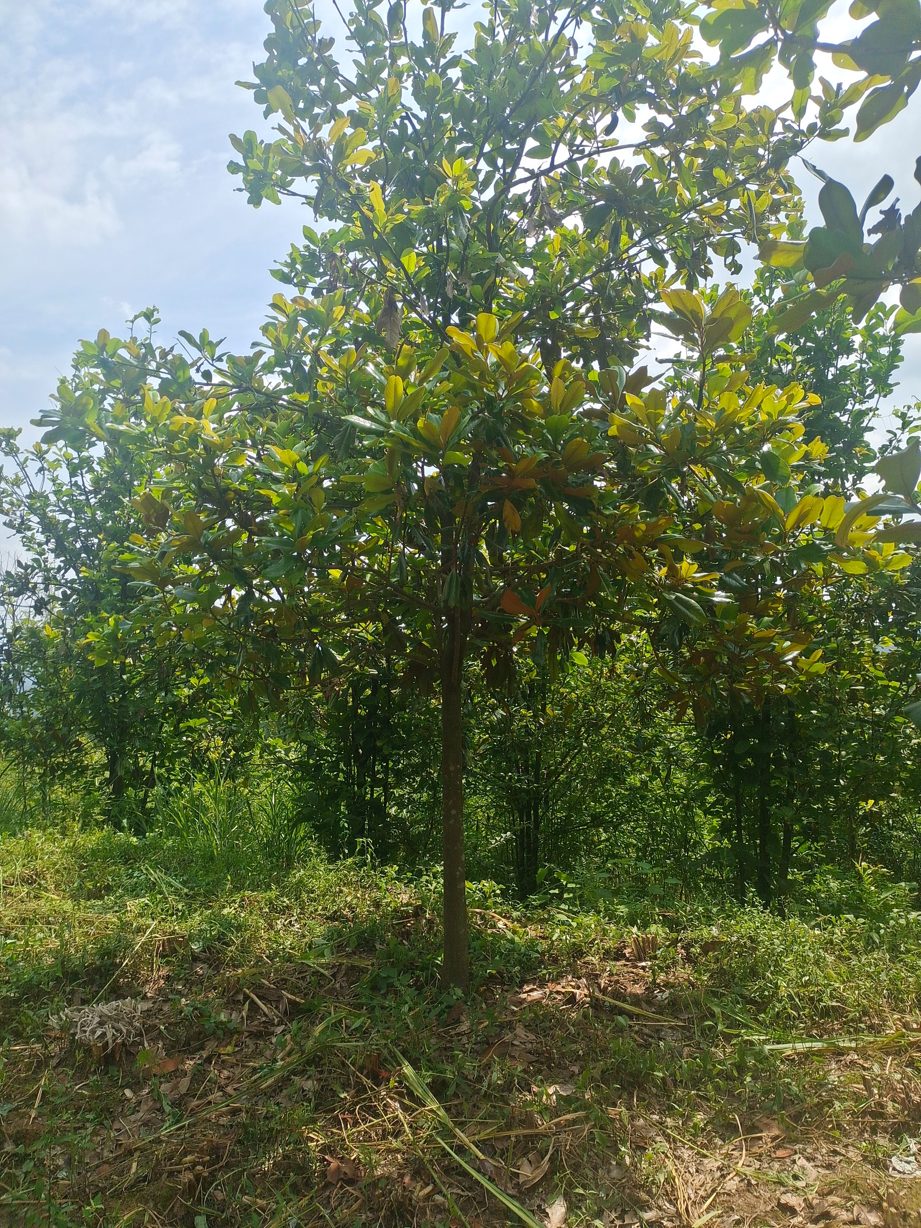 8公分广玉兰（苗圃直供，价格实惠）