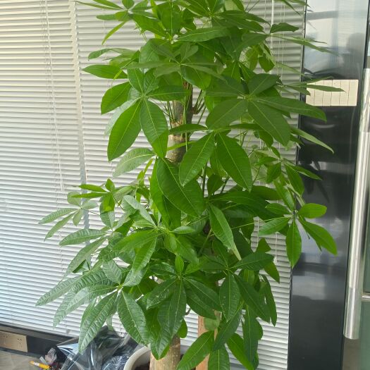 广州发财树(花盆不同价格不一致)