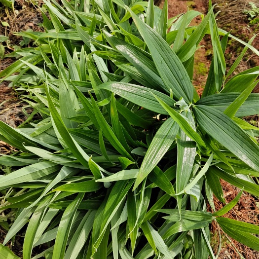 昆明多花不倒苗姜型甜黄精，适合全国各地种植