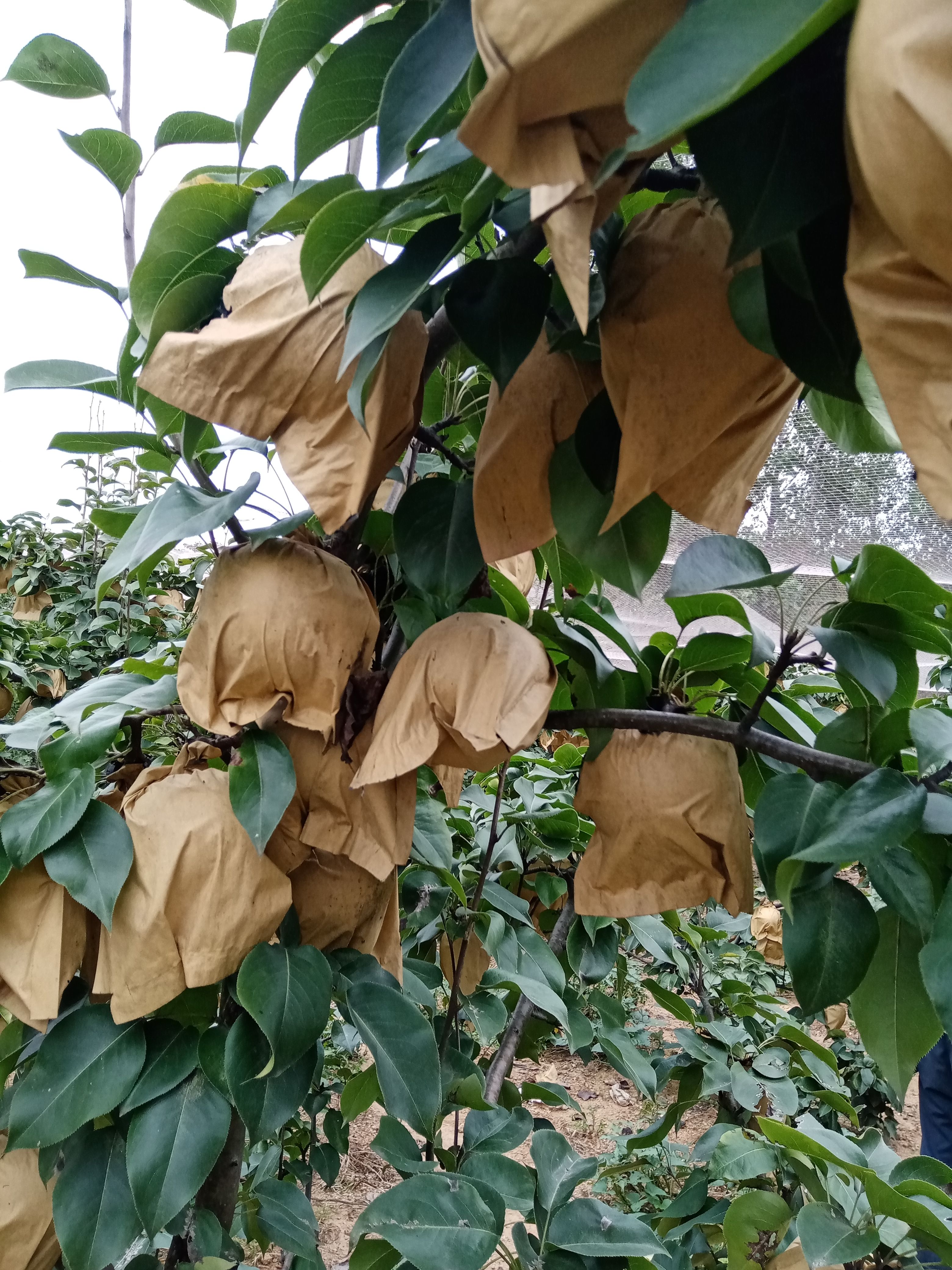 圆黄梨秋月梨黄金梨