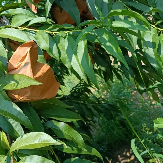 渭南锦绣黄桃，4两以上，个头均匀，色泽金黄