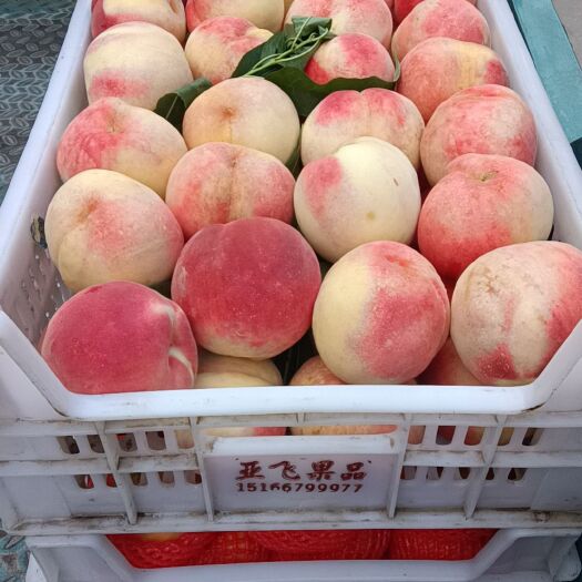 邹城市桃