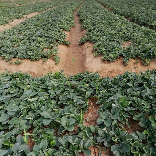 长丰县红颜草莓苗10万棵