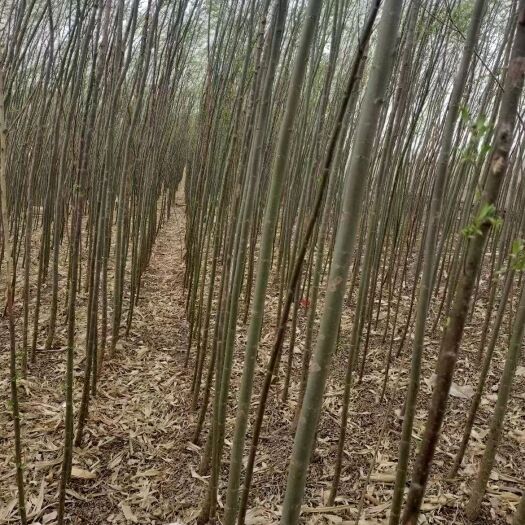 109柳树苗及垂柳，灌木柳等多个品种