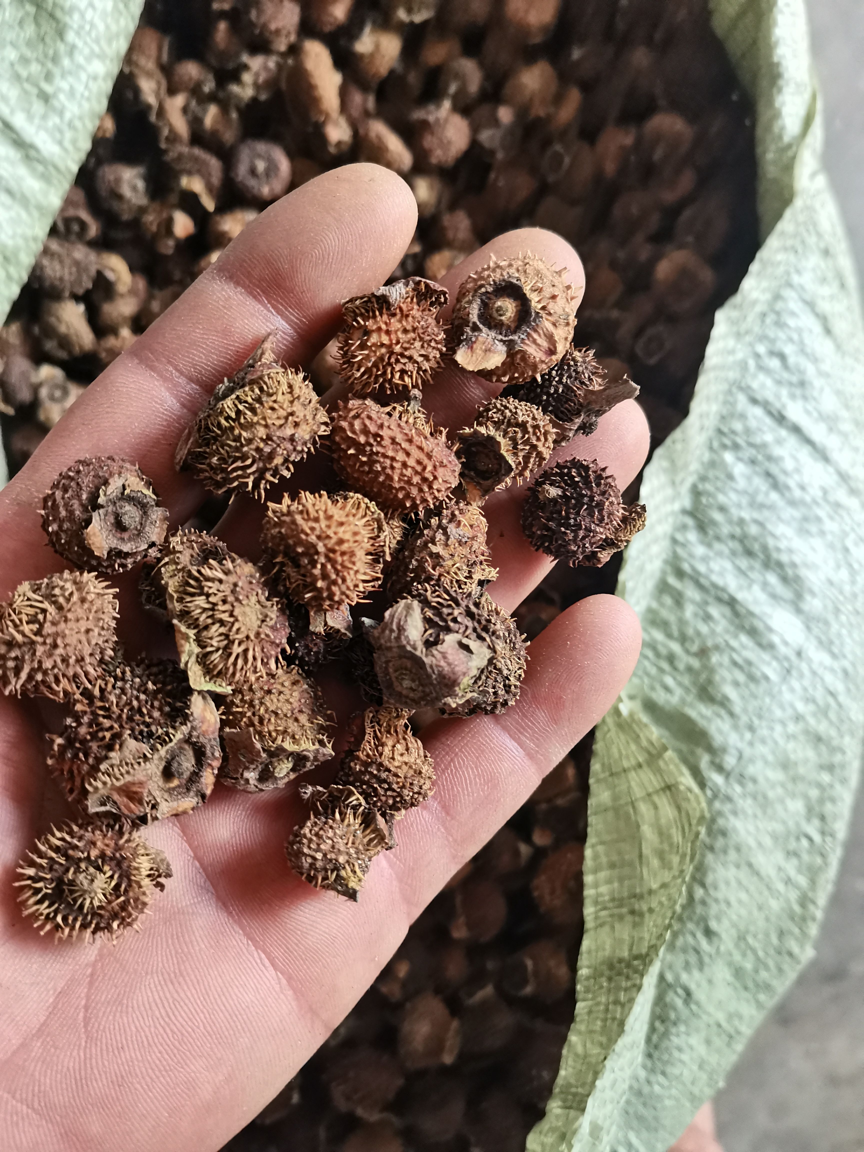 2023年贵州金樱子干货～刺梨干货