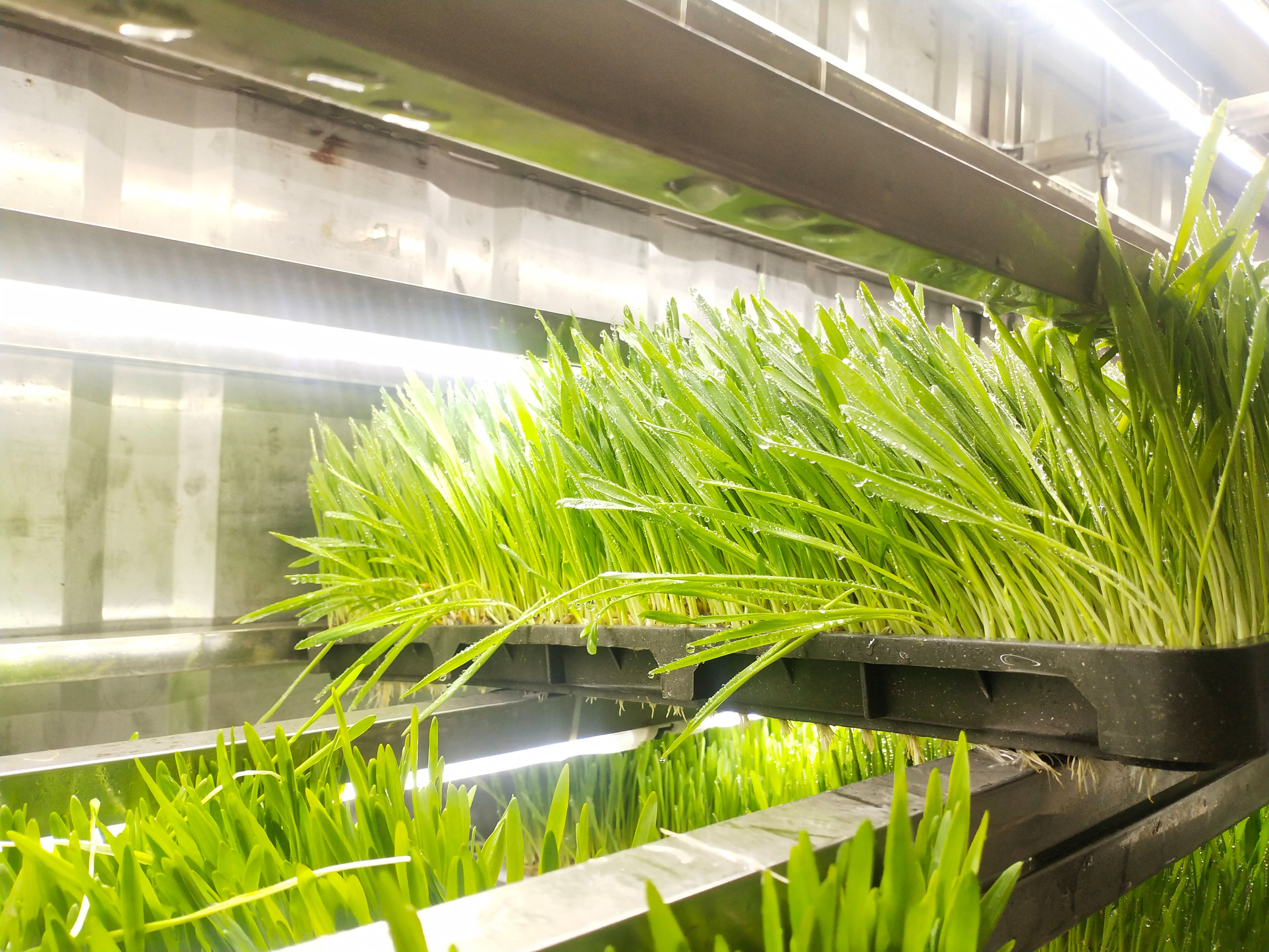 组装式水培青苗苗料设备厂商-金欣农业