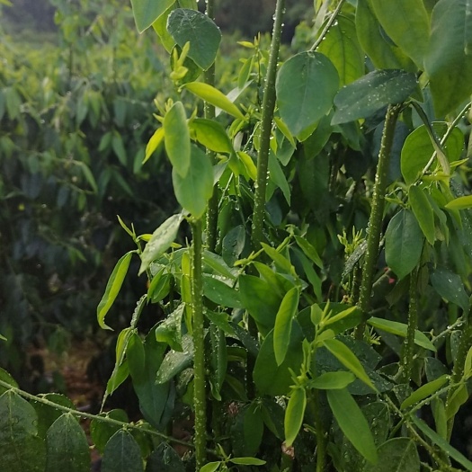 阳春市树仔菜