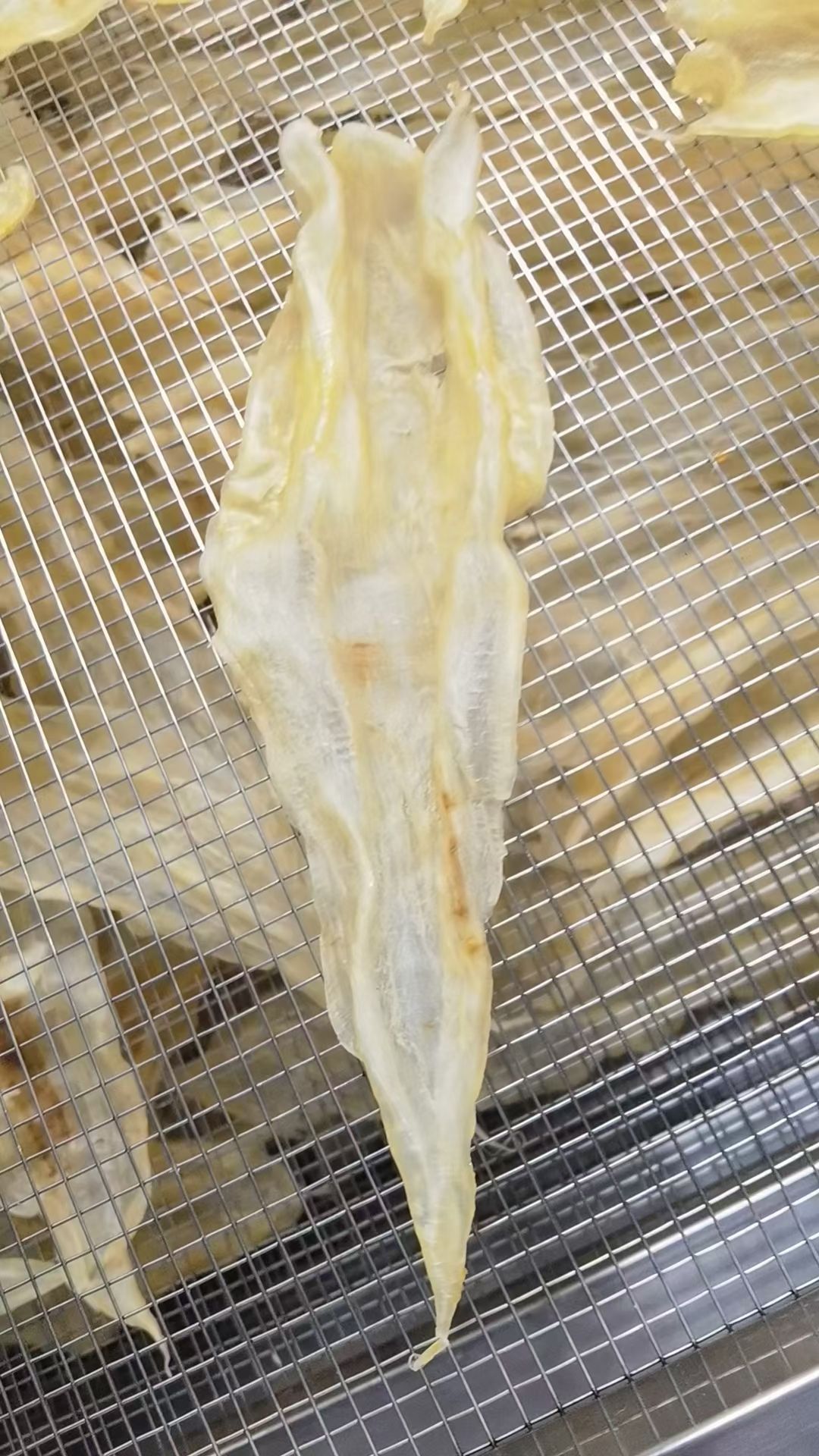 阴阳胶属鳘鱼胶（北海胶），阴阳开片，清水足干，一手货源花胶