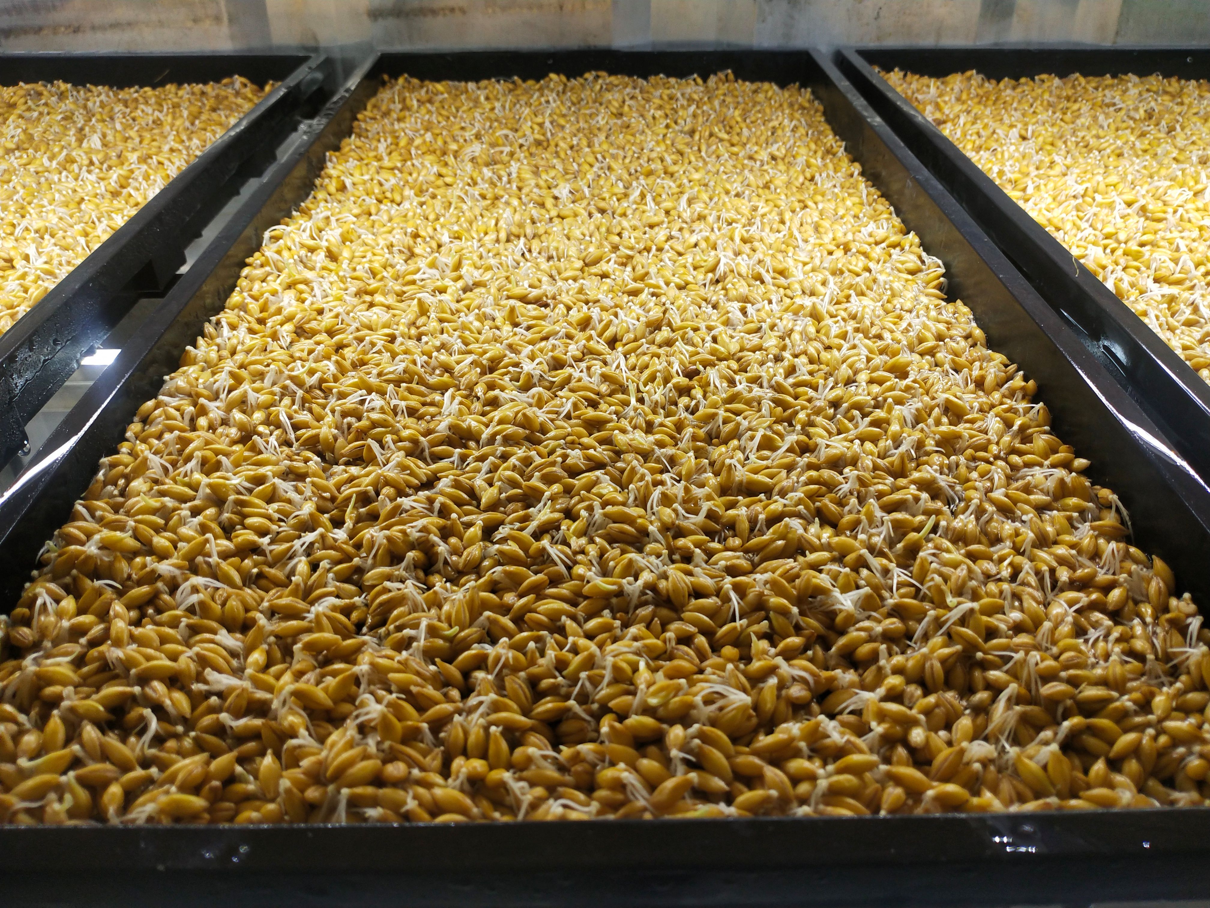 组装式水培青苗苗料设备厂商-金欣农业