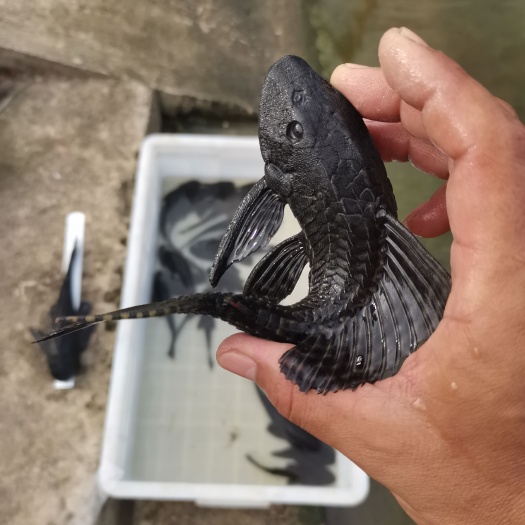 青道夫