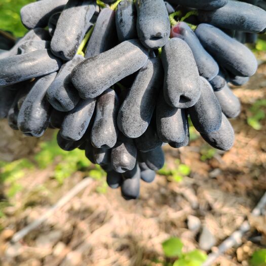 西昌市自种葡萄甜蜜蓝宝石。阳光玫瑰，克伦森，