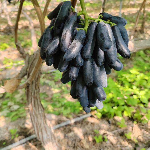 西昌市甜蜜蓝宝石葡萄。货源稳定充足。