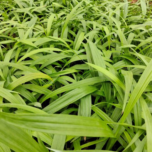 昆明紫花宽叶三叉大白芨