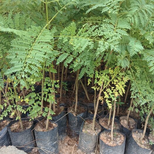 阳春市篮花楹