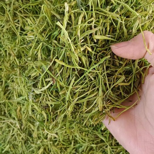 玉林金银花