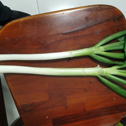 乐陵市钢葱