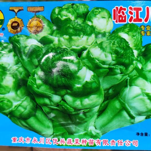 眉山金牌重庆临江儿菜种子 中熟 个大