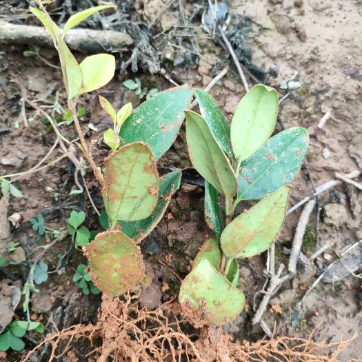荔浦市金森女贞扦插芽苗