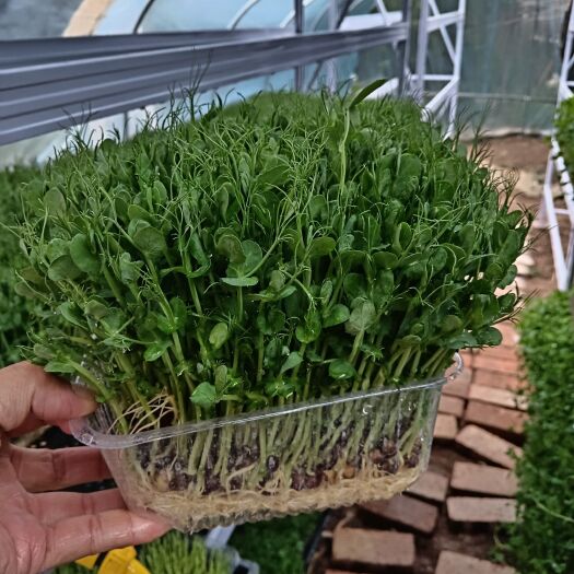 简阳市绿色无公害豌豆苗