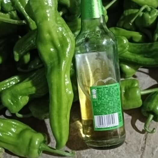 宁强县精品线椒，薄壳菜椒