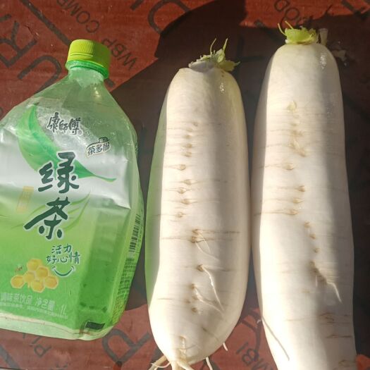 永宁县沙地白萝卜，品质好！