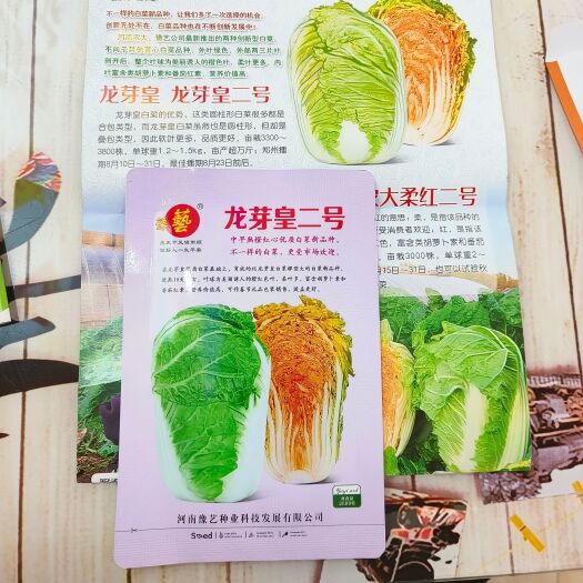 扶沟县龙芽皇二号白菜种子橙红色叶柔叶多富胡萝卜素和番茄红素70