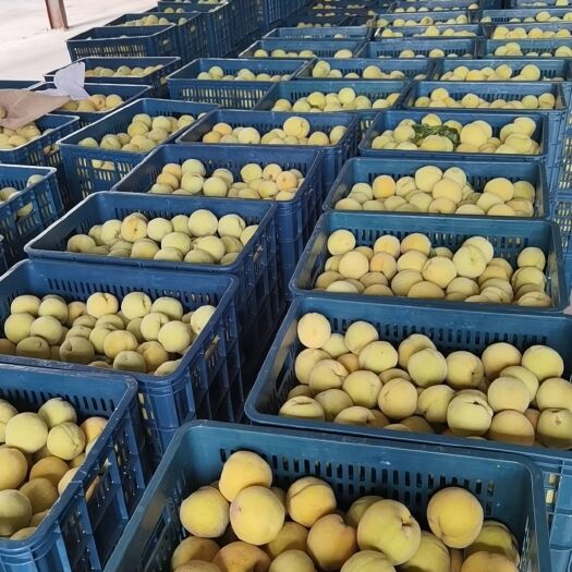 沂水县山东省临沂市金皇后罐头黄桃