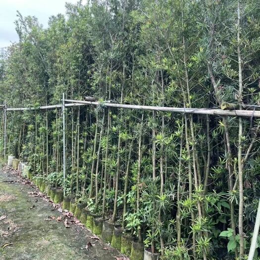揭阳出售占地罗汉松1-3米