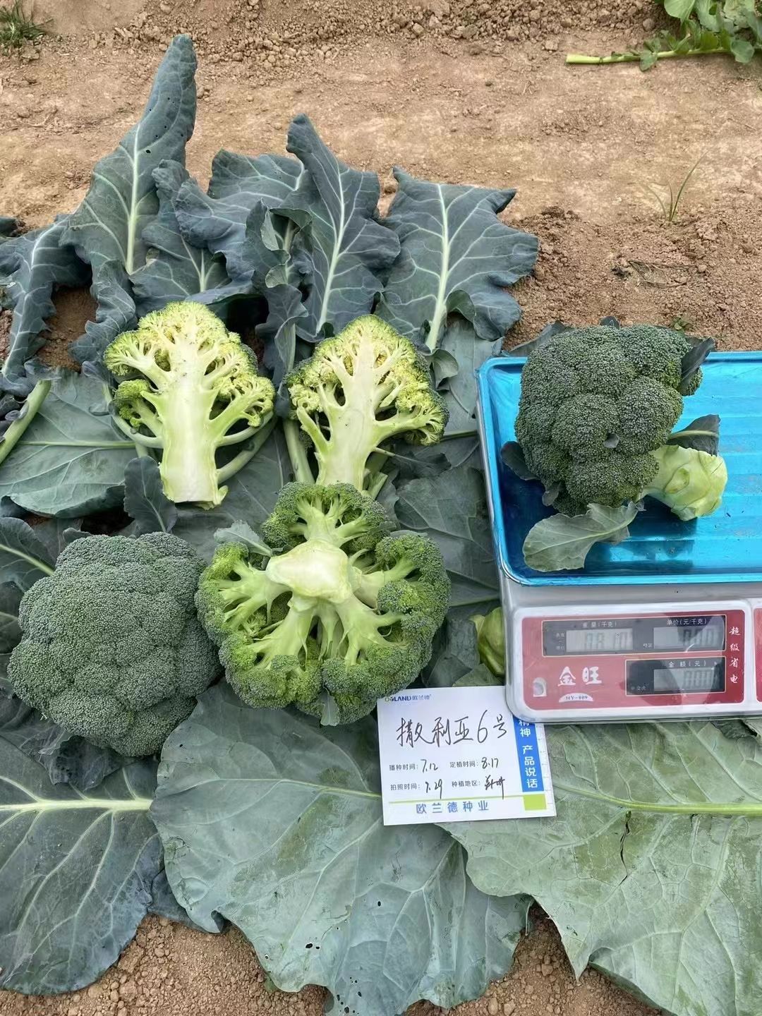 欧德兰撒利亚6号青花菜种子 撒利亚4号青花菜种子，西兰花种子