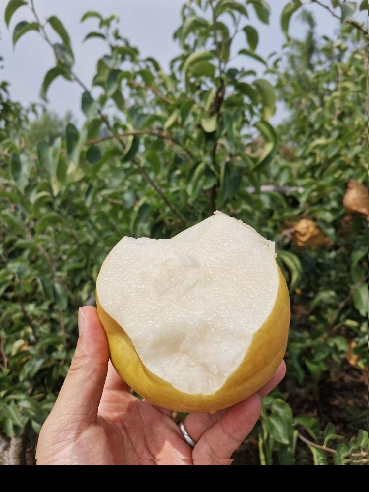 精品秋月梨 定制礼盒包装 皮薄多汁 对接电商 直播带货