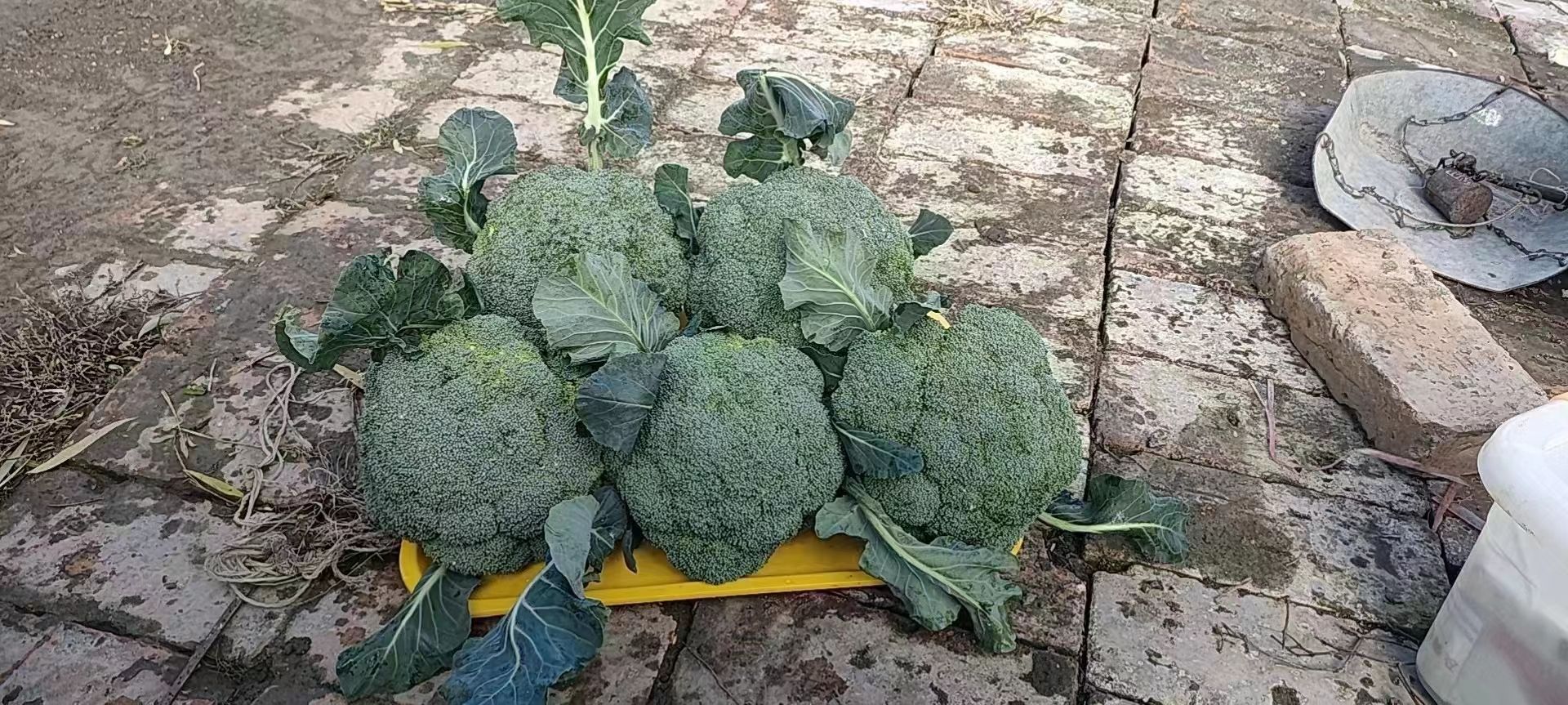 欧德兰撒利亚6号青花菜种子 撒利亚4号青花菜种子，西兰花种子