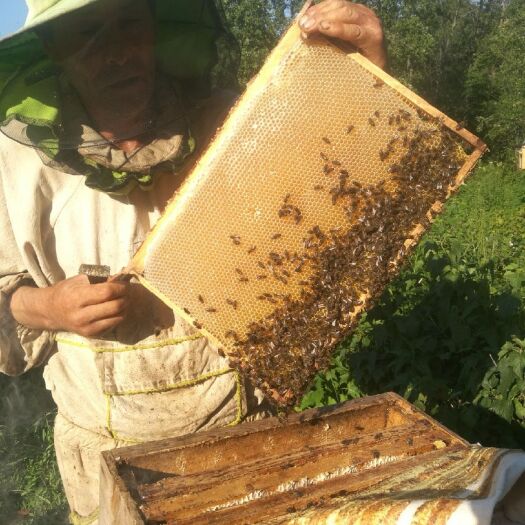 【俄罗斯原装蜂蜜】自然成熟椴树蜂蜜 椴树蜜蜂蜜原浆蜜