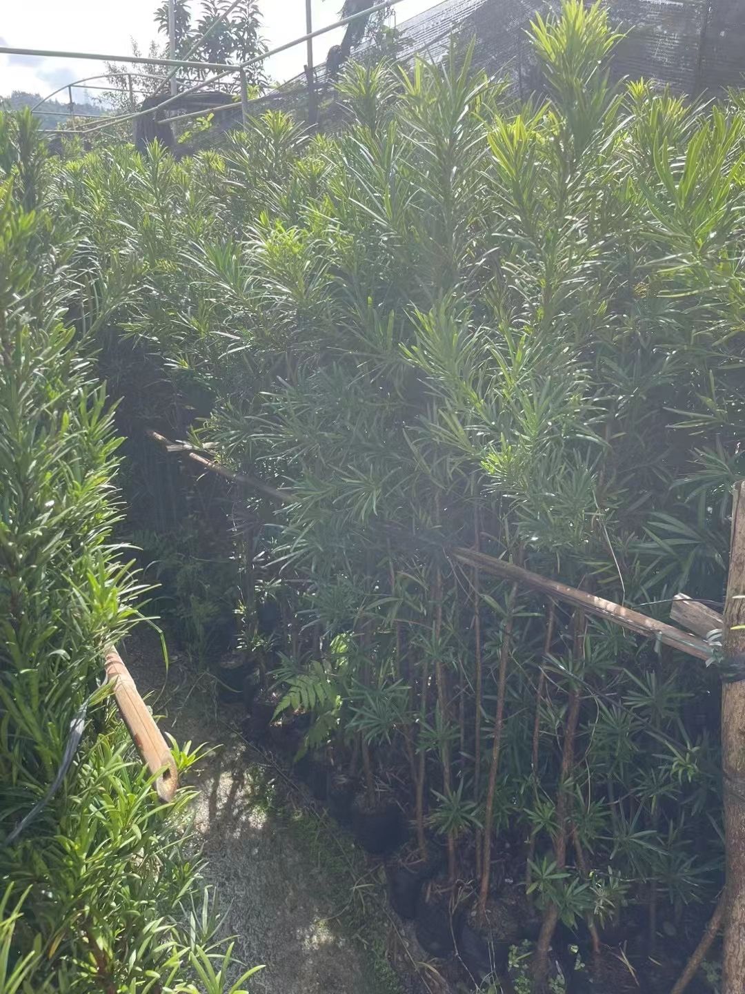 出售占地罗汉松1-3米