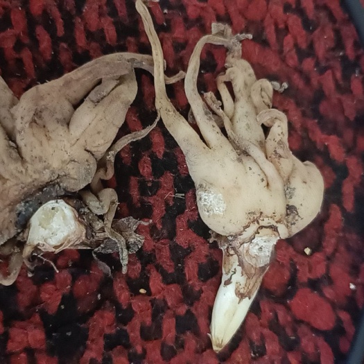 阿克陶县新疆手参