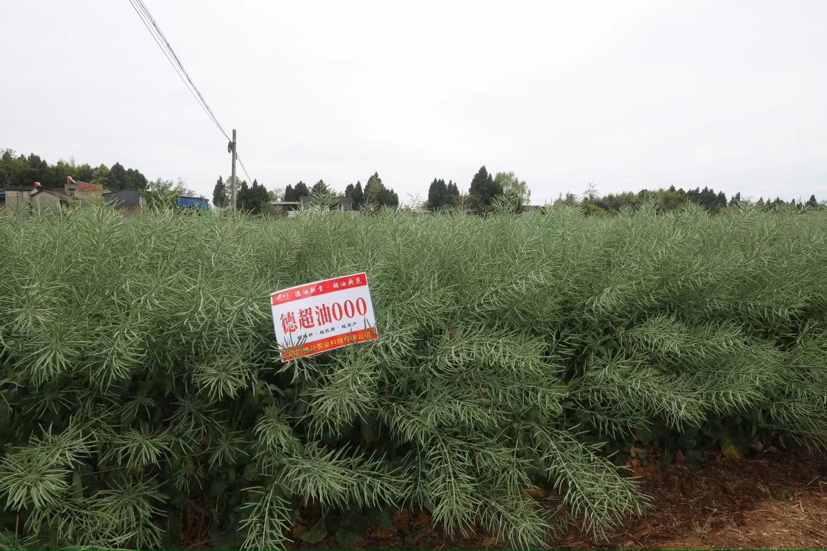 油菜种子南马德超油000油菜种子亩产最高可达700斤