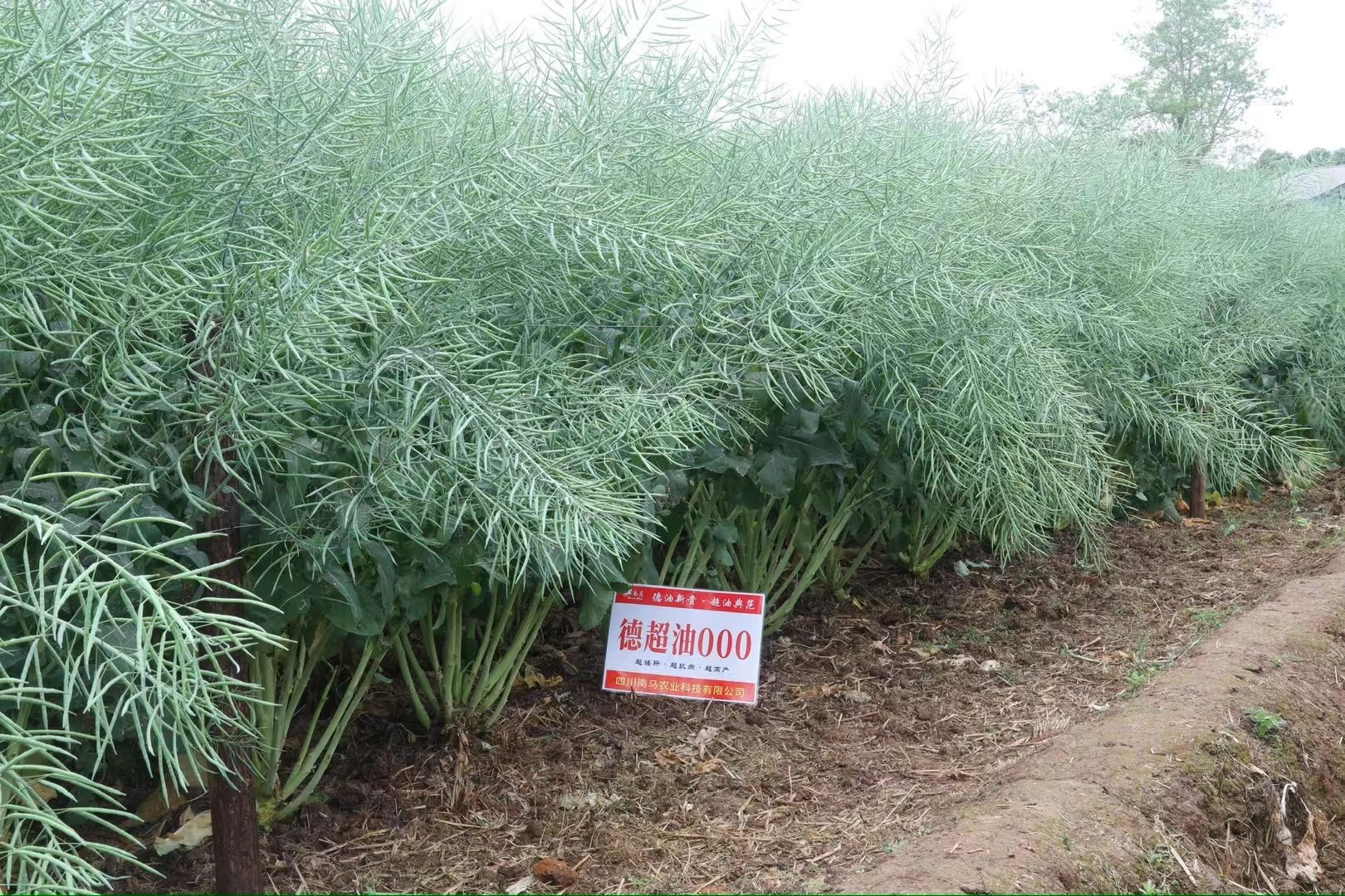 油菜种子南马德超油000油菜种子亩产最高可达700斤